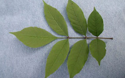ash tree leaf