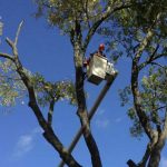 tree service bancroft