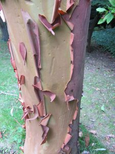 Peelling bark is a sign of Sudden Oak Death.