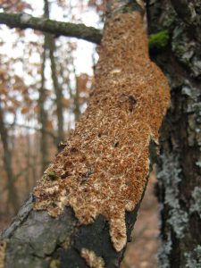 Mushrooms growing on a tree trunk.