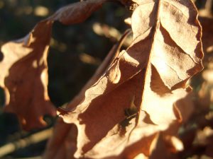 When to be Concerned about Brown Leaves on Your Tree