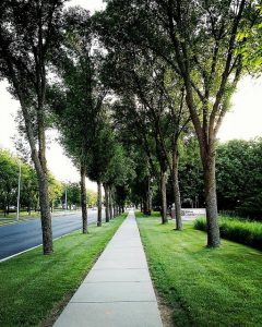 suburban trees