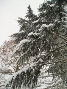 Snowy branch