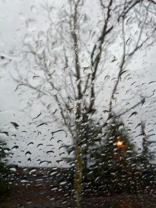rainy tree