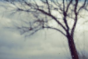 rainy tree