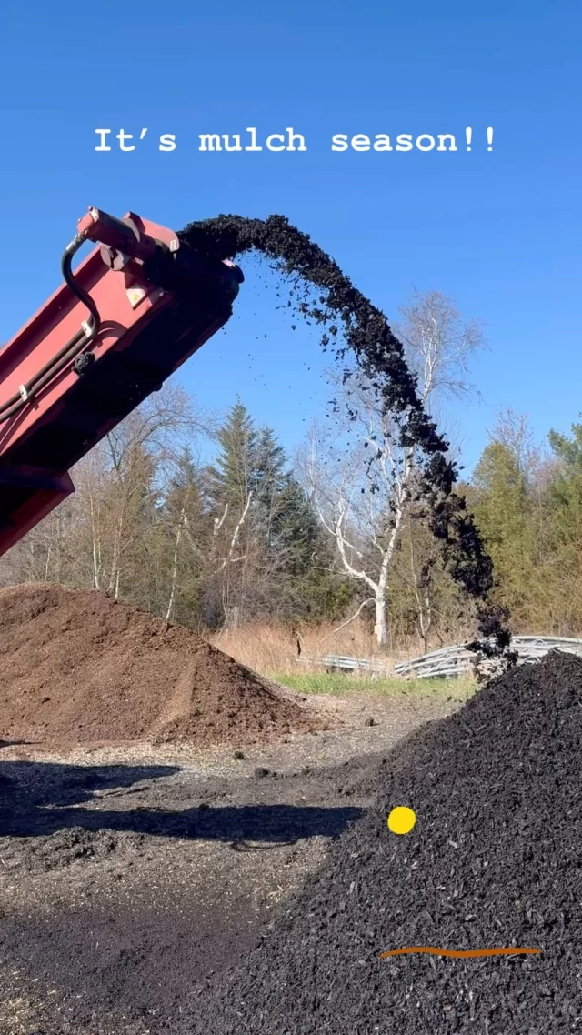 Its mulch season!  Locally sourced, locally produced and locally sold whole tree mulch! $55/cubic yardColours available - black, dark brown, red and naturalContact us to schedule a pick up appointment or a delivery.  705-653-3777! Our beautiful mulch is also available for pick up at LaFrance Sod Farms!