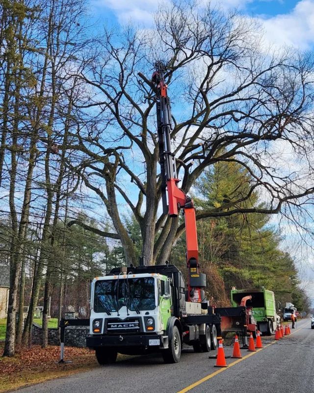 Sad to see this beautiful Elm come down, unfortunately another Dutch Elm Disease casualty.  Thankful for the #treemek and of course our crew to help us complete this removal safely and efficiently.  Thanks to @murraykloosterman_trucking for the pic! #vantilltreecare #hireacertifiedarborist #treemek #trenthills #northumberlandcounty #peterboroughcounty